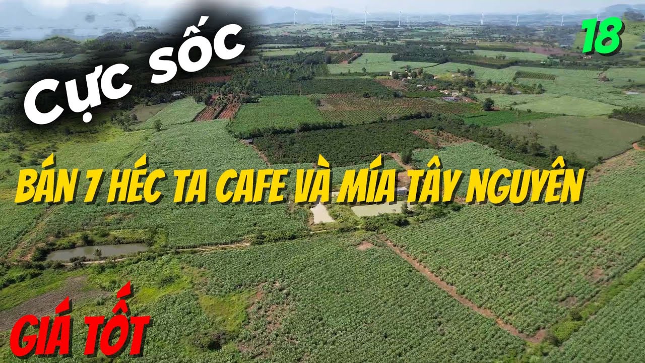 Cực sốc bán 7 héc ta cafe và mía giá tốt nhất tây nguyên