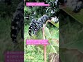 【昆虫衝撃アーカイブ】ゴマダラカミキリの生殖行動を撮影・録音！樹皮に記されるまだ見ぬ命へのメッセージ #ゴマダラカミキリ #ペアリング #昆虫図鑑 #昆虫観察 #insects #undaze #4K