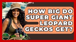 How Big Do Super Giant Leopard Geckos Get? - Reptilian Wonders