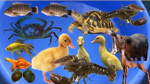 Đi bắt cá dưới rạch nước, cá rô phi, cá vàng, con cua, con rùa, con vịt, và đồ chơi con vật #19