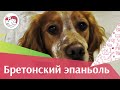 Бретонский эпаньоль на ilikepet. Особенности породы, уход