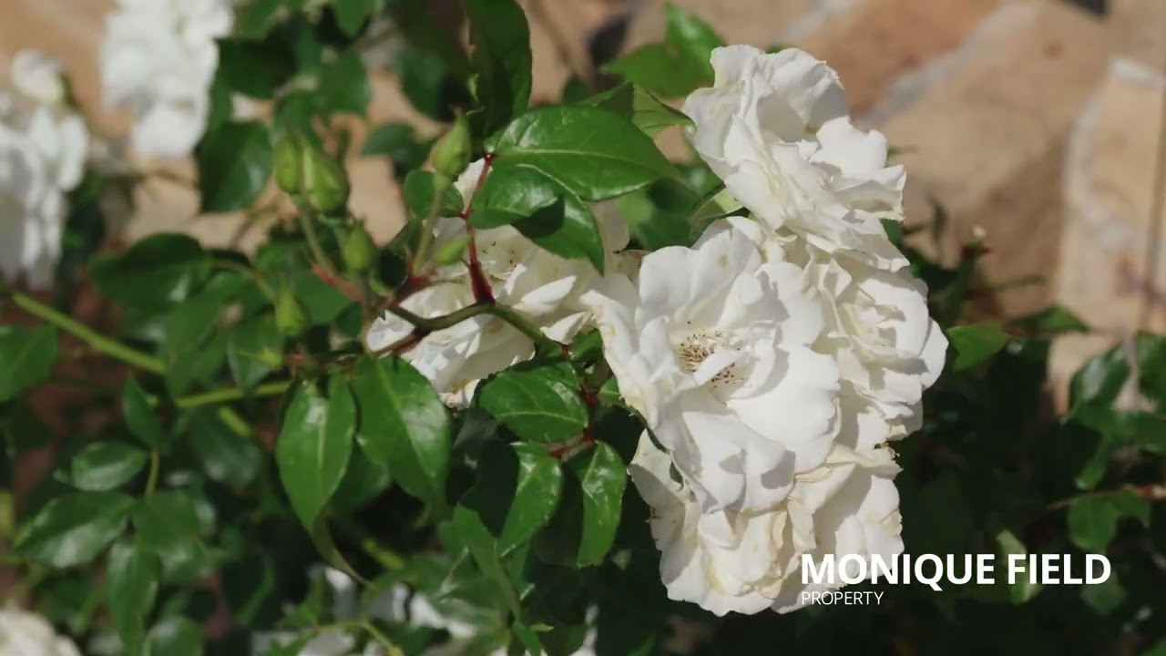 Monique Field Presents | 2 Chaplin Place, Albion Park