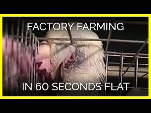 Factory Farming in 60 Seconds Flat