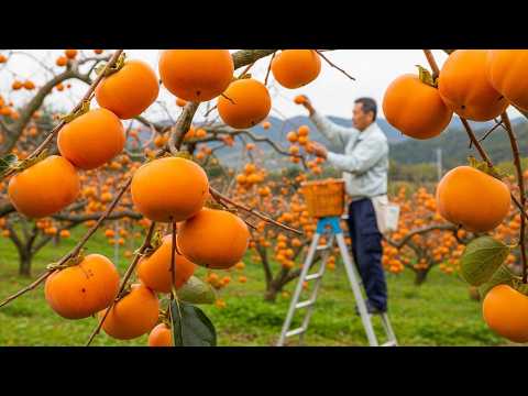 Japanese Persimmon Harvest – Traditional Dried Persimmon Making Explained