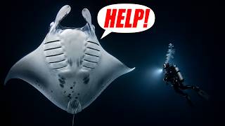 Why Manta Rays Seek Help From Humans