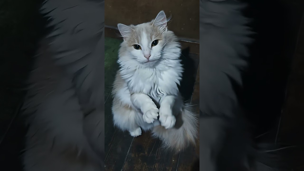 My cat Baksik Steel Soul music ai tiktok trend