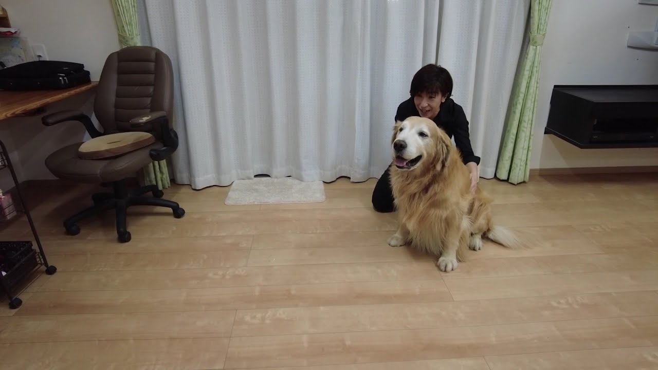 Welcoming mom and dad with great excitement - YouTube