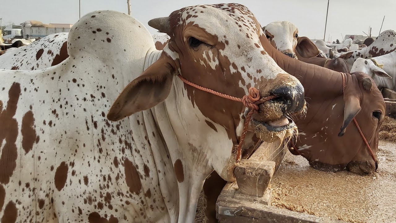 🔴 Live BARGAINING At Sohrab Goth Cow Mandi 2019  Block 38 Latest Updates of Cow Mandi Karachi 2019