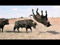 Come and enjoy the thrilling battles of wild cattle. | Cow Mooing 🐄 | Cow Videos 🐄