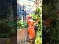 Tiger or Fish?#viral