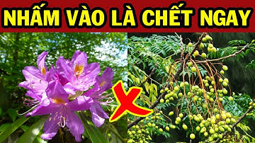 12 Loại Cây Cảnh ĐỘC Hơn Lá Ngón Cấm Trồng Trong Nhà (CỰC NGUY HIỂM) Tuyệt Đối TRÁNH Rước Họa