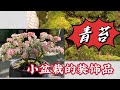 青苔是小盆栽的极佳装饰品 青苔是小盆栽的极佳装饰品