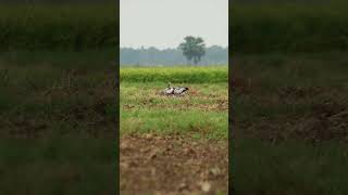 Asian Openbill Storks #nationalgeographic #bbcearth #discovery #wildlife #animalplanet #nature