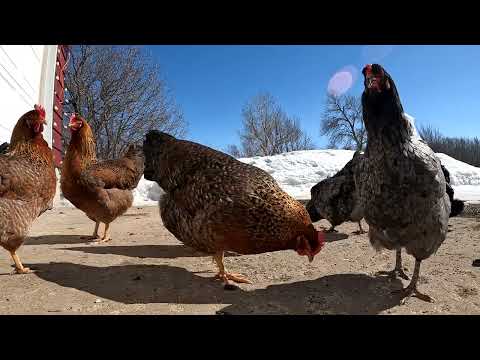 Update Erste Hilfe am Huhn - UHiK #255