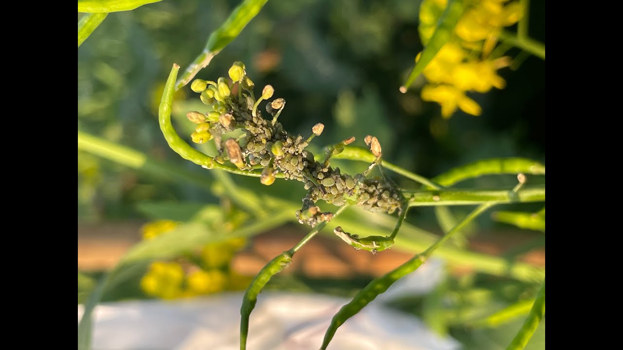 INSECT_Vlog4 Mustard aphid_Major pest of Mustard. YouTube