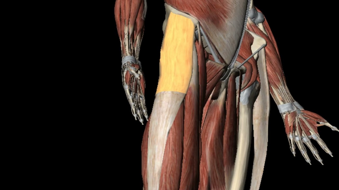 [김박사의 운동재활PT]  운동재활 기초지식 배우기 - 근육의학용어 4