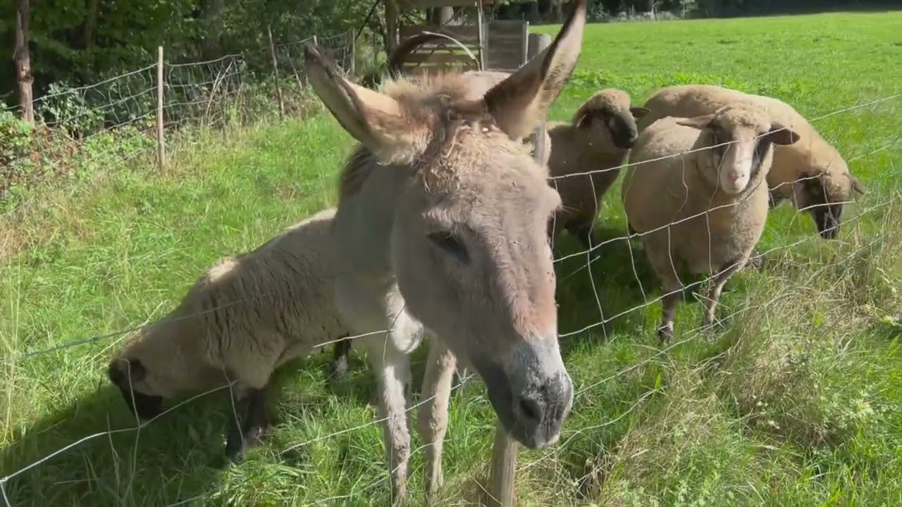 Donkey Diaries  A Day in the Life