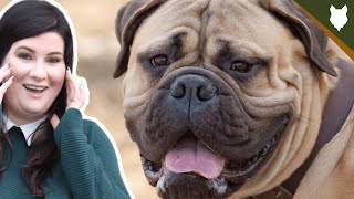 Do BULLMASTIFF Get SEPARATION ANXIETY by Will Atherton Bullmastiff Show 1,501 views 3 years ago 5 minutes, 46 seconds