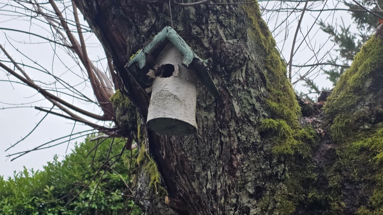 Roads and shops. A house for cats. The birth of chicks. Дороги и магазины.  Рождение цыплят.