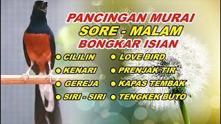 🔴 LIVE 12 - PANCINGAN MURAI BATU BONGKAR MATERI, NAIKKAN EMOSI MURAI BATU AGAR GACOR