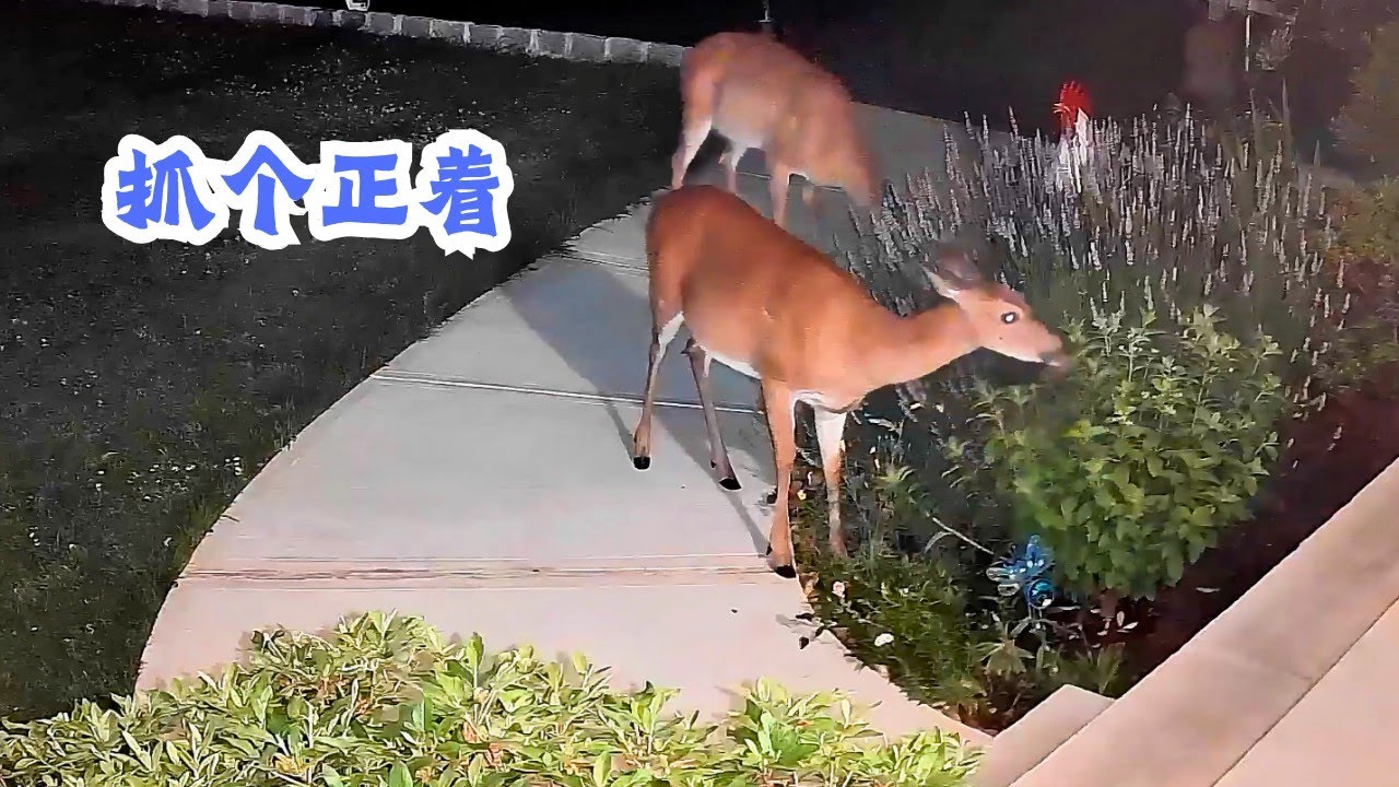 美国的鹿真幸福I raise two deer. - YouTube