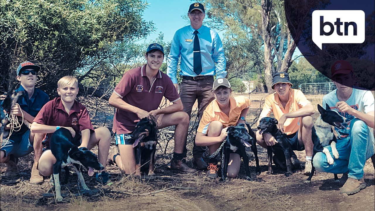 Sheepdog School Behind the News YouTube