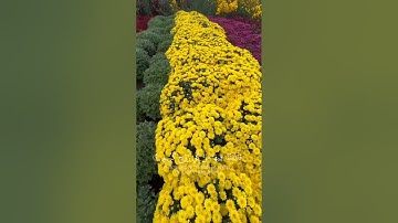 خَلَقَ السَّمَاوَاتِ بِغَيْرِ عَمَدٍ تَرَوْنَهَا ۖ،،سورة لقمان_ياسر الدوسري#قرآن_كريم #ياسر_الدوسري