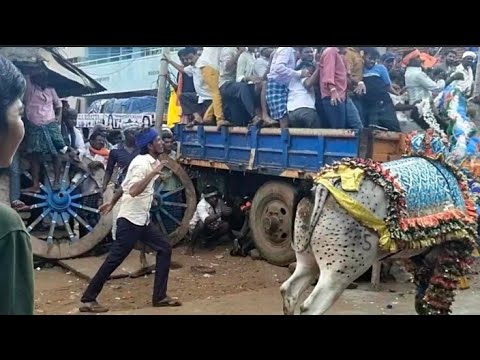 DONT MISS || BULL RACE WITH TRAINERS || HALLI HORI HABBA - YouTube