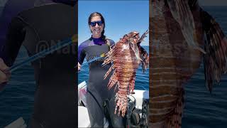 Lionfish: The Beautiful Invader of the Oceans #shorts