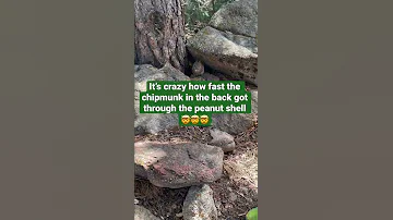 Chipmunks Can Open Peanut Shells SUPER FAST Feeding The Chipmunks In Estes Park Chipmunk Amazing 
