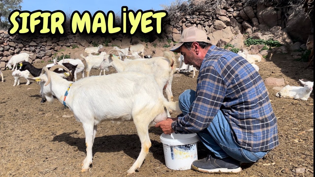 2 KEÇİ İLE BAŞLADI 270 KEÇİYE ULAŞTI ~ HER GÜN 3000 TL KAZANIYOR