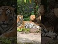 Why Tigers Are Perfect Hunters