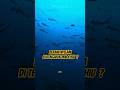 Jangan salah fokus sama kepalanya!.. #faktaunik #shorts #hammerheadshark #underwaterworld #oceanlife