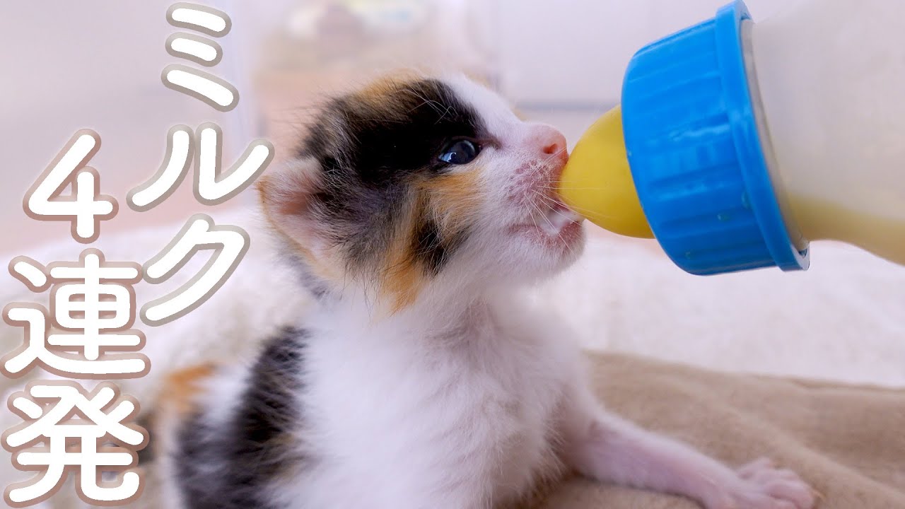 【25日目】ミルクシーン４連発【おまめ日記】保護猫ミルクボランティア