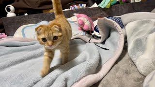 カメラを見つけた子猫の行動がこちらですwww by もぐらいふ 946 views 1 month ago 3 minutes, 47 seconds