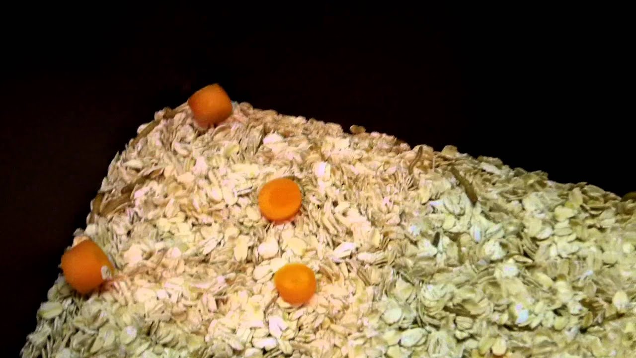 feeding my mealworms some carrots YouTube