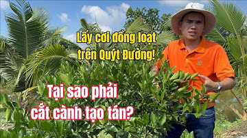 Cách lấy cơi đồng loạt trên quýt đường | Cắt cành tỉa tán cho cây có múi để làm gì? BMFE CORP