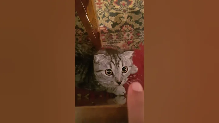 Video 228671: little scottish fold, pet cat scottishfold love, cute pet cat scottishfold, cats scottishfold funny pets, cat scottishfold love play, cat pet fun cute, cat best pets