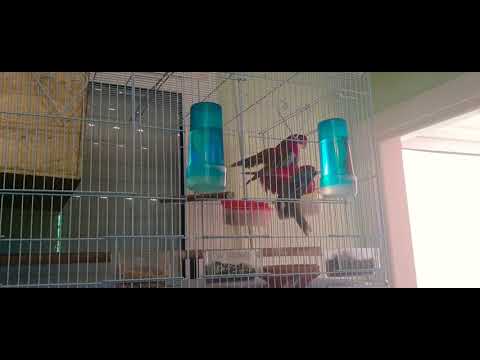 طيور الزينة الروزيلا اليويو السنغالي