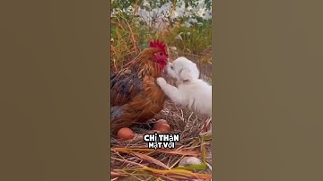 video này là bằng chứng cho thấy động vật cũng có cảm xúc #shorts