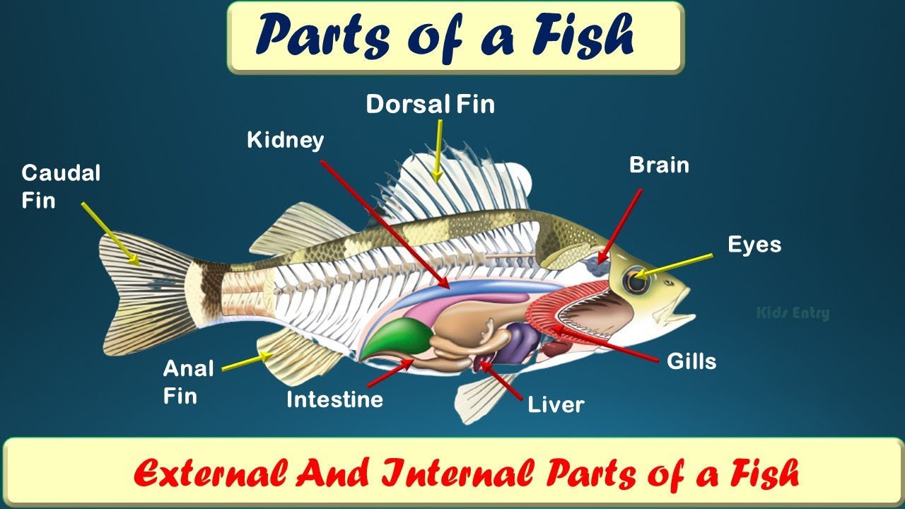 Internal parts. Parts of Fish. Internal Anatomy of Fish. Fish body Parts. Fish Fishes разница.