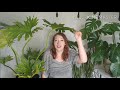 TREE PHILODENDRON / THAUMATOPHYLLUM BIPINNATIFIDUM PLANT CARE GUIDE