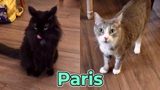 Le Café des Chats  You can meet a variety of cats. Paris Cat café