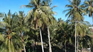 R. M Lesehan Arsamba