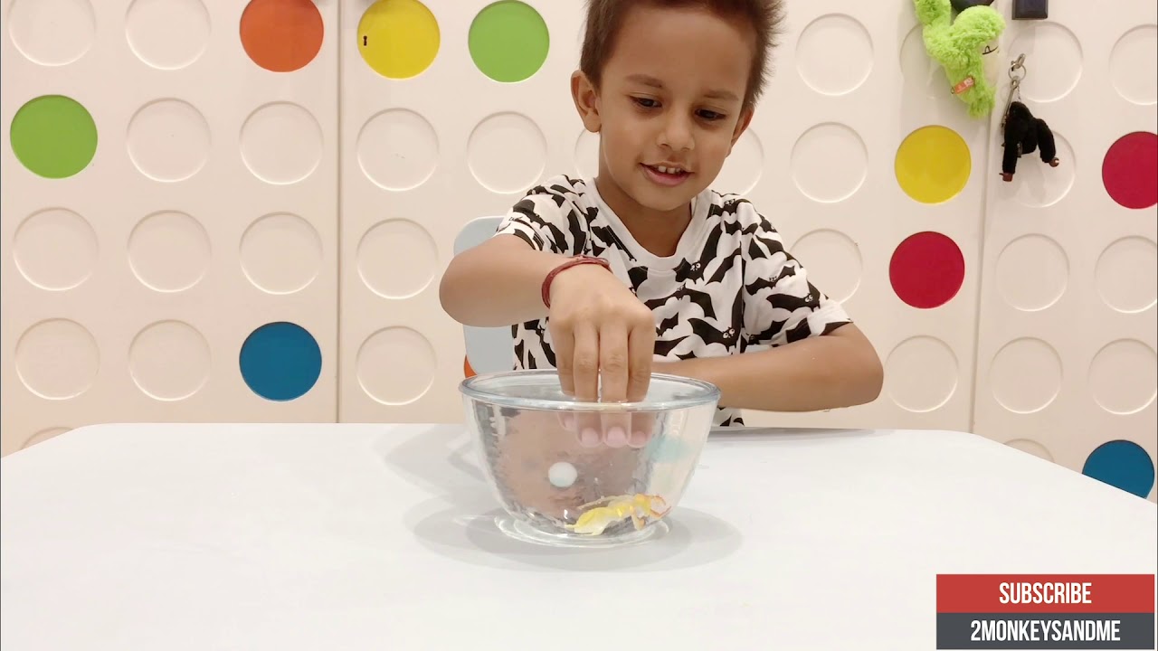 Water Beads Science Magic - YouTube