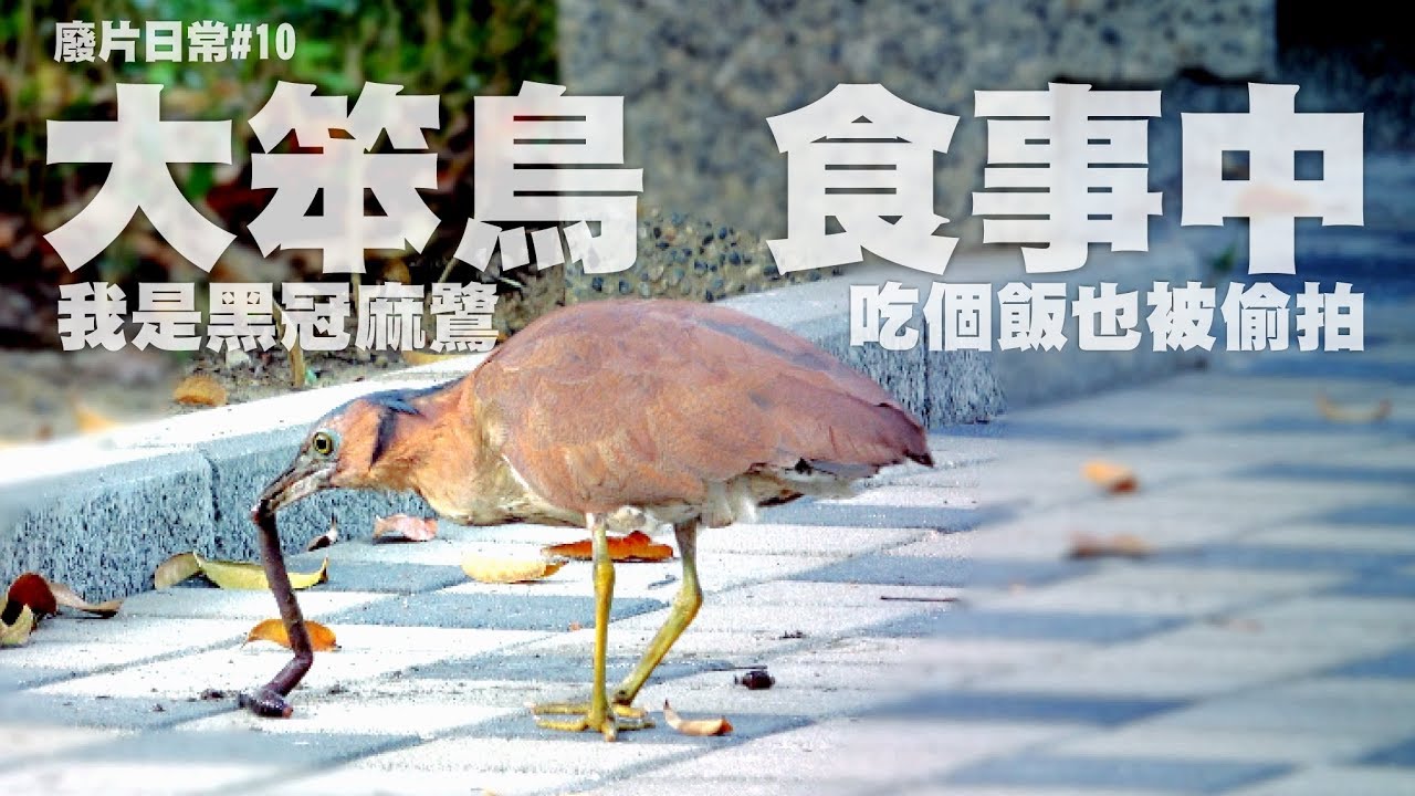 廢片日常 10 來看看黑冠麻鷺吃晚餐吧 整集都不用講話也就不用上字幕好開心 凝輝影音 Youtube 廢片日常 10 來看看黑冠麻鷺吃晚餐吧 整集都不用講話也就不用上字幕好開心 凝輝影音 Youtube