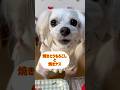 【おしゃべり犬】ドヤ顔・・タメますwちょこっと動画No.65 #しゃべる犬 #かわいい犬 #おもしろ犬 #賢い犬 #kawaii #犬のいる生活 #bts #btsarmy #kpop