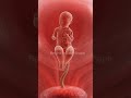 How a Baby Grows Inside the Womb 👶🧬 | The Incredible Journey Before Birth