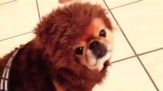 🤣 DOGS HATE HALLOWEEN 🐶 - Awesome Funny Pet Animals Life Videos 2019😇