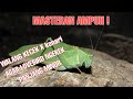 Masteran Walang Kecek X Kenari Suara Jernih Agar Lovebird Ngekek Panjang Mp3 - Mp4 Download